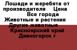 Лошади и жеребята от производителя. › Цена ­ 120 - Все города Животные и растения » Другие животные   . Красноярский край,Дивногорск г.